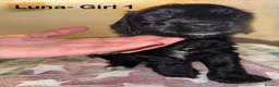 Cockapoo dogs for sale: Beautiful Black Cockapoo F1B pups in Kilmarnock - Advert 8
