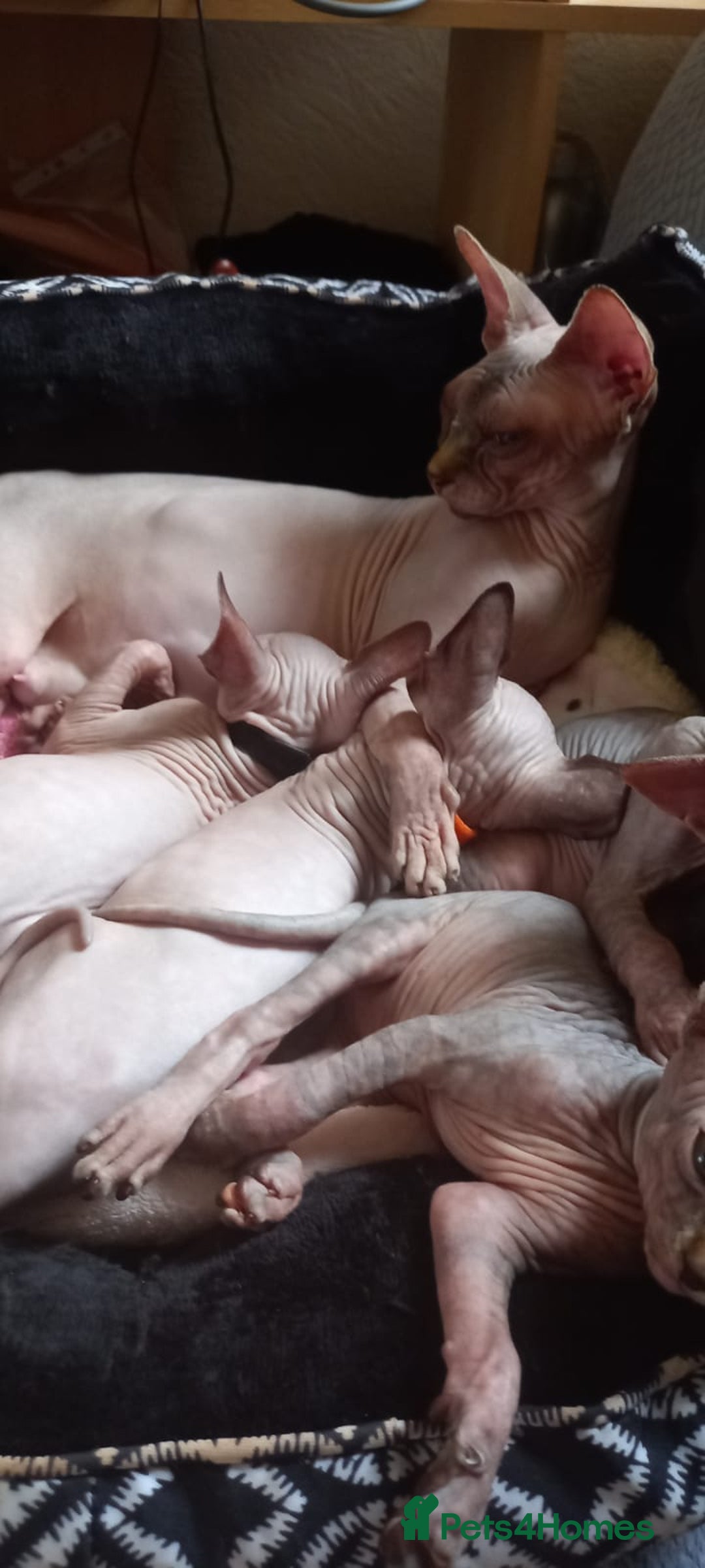 Sphynx cats for sale: 5 Adorable Sphynx Kittens for sale! - Image 13
