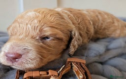 Cockapoo dogs for sale: Stunning F1 Show Toy Red Cockapoo puppies DNA ✔️ - Advert 12