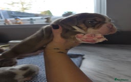 English Bulldog dogs for sale: Beautiful New english bulldogges  - Image 16