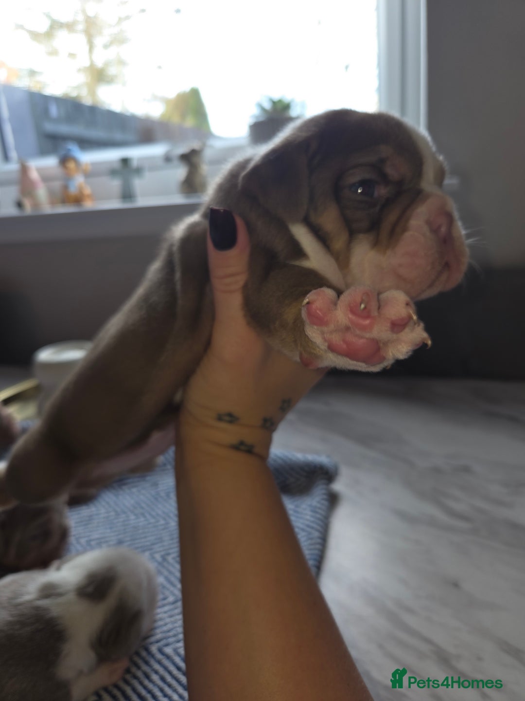 English Bulldog dogs for sale: Beautiful New english bulldogges  - Image 16