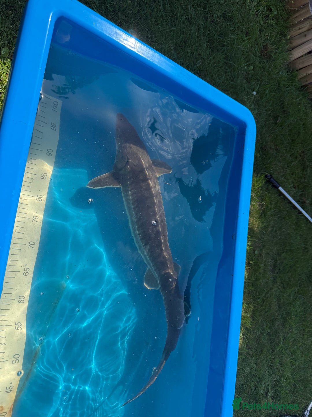 Koi Carp fish for sale: Various koi carp for sale  - Image 25