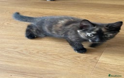 British Shorthair cats for sale: 3 beautiful and playful kittens  - Image 12