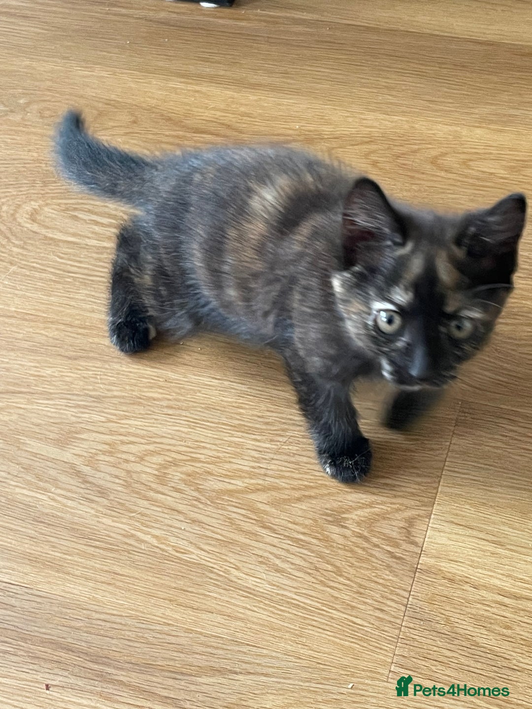 British Shorthair cats for sale: 3 beautiful and playful kittens  - Image 12