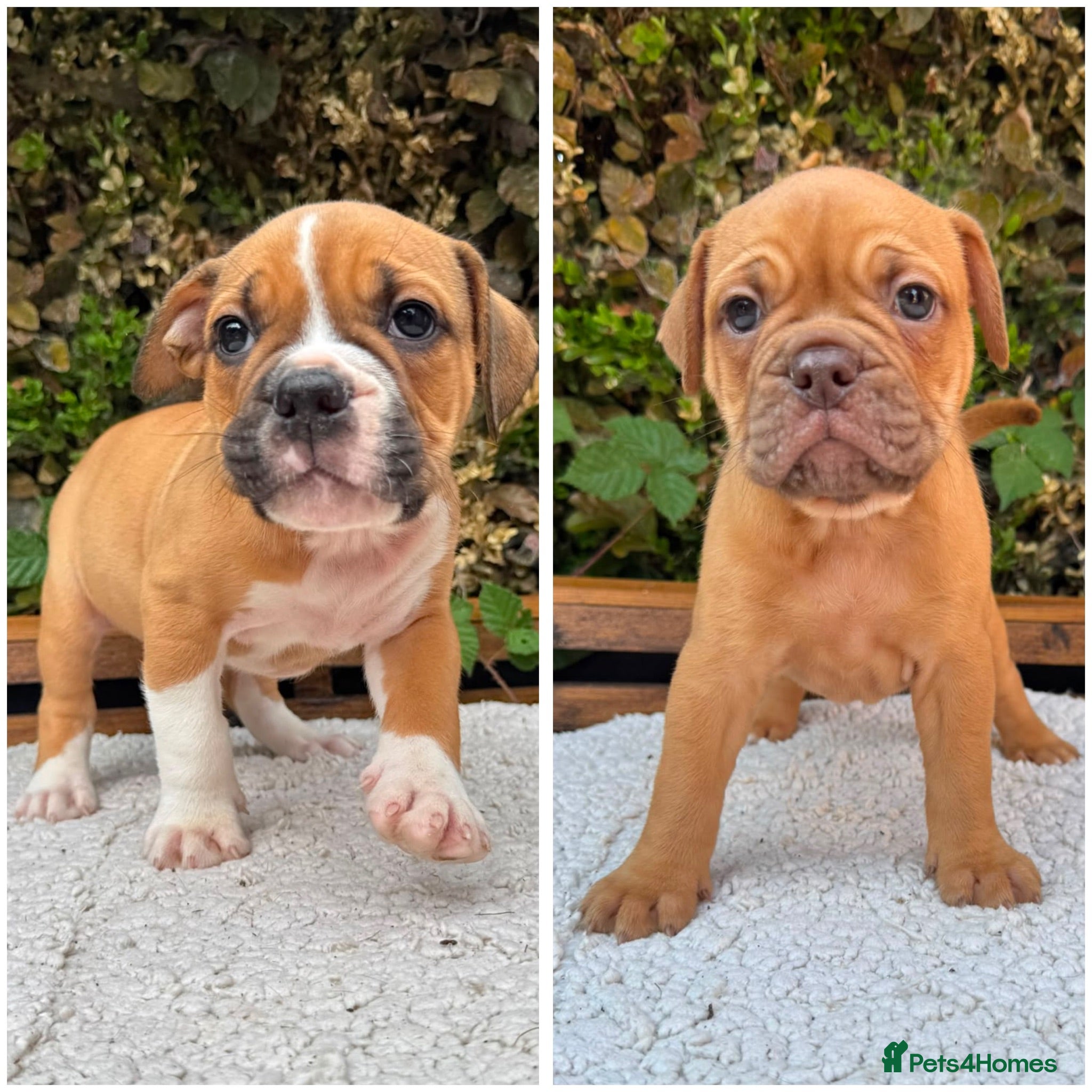 Olde English Bulldogge dogs Champion, Health Tested Parents, OEB puppies - Advert 1
