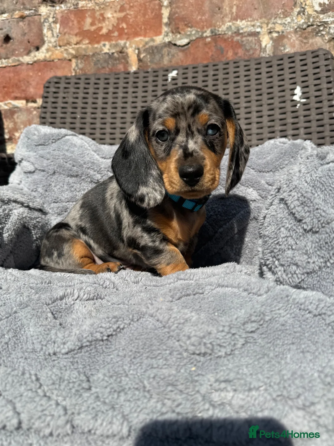Dachshund dogs for sale: LAST 2 DACHSHUNDS LOOKING FOR THEIR FOREVER HOMES - Advert 20