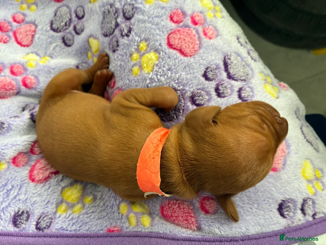 Hungarian Vizsla dogs for sale: Hungarian Vizsla Puppies in Bridgend - Advert 2