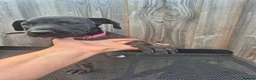Presa Canario dogs for sale: Presa Canario Puppies ♥️  - Advert 9