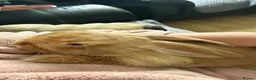 Mini Lop rabbits for sale: Chocolate Torte/ Orange  Buck Mini Lop - Advert 2
