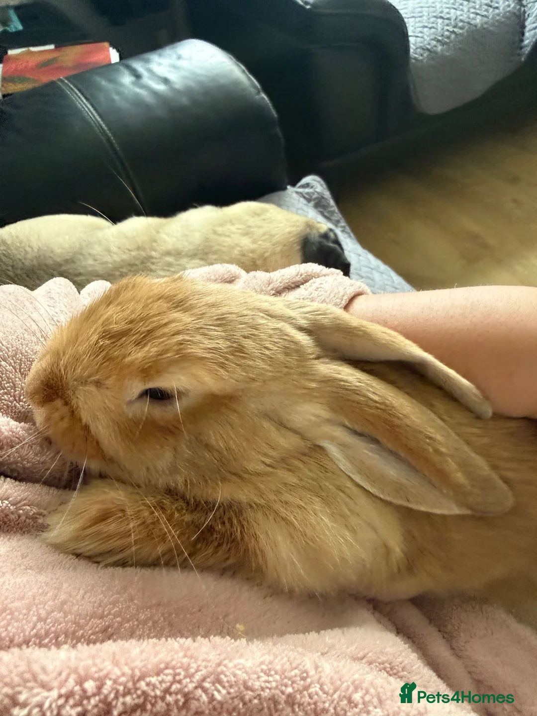 Mini Lop rabbits for sale: Chocolate Torte/ Orange  Buck Mini Lop - Advert 2