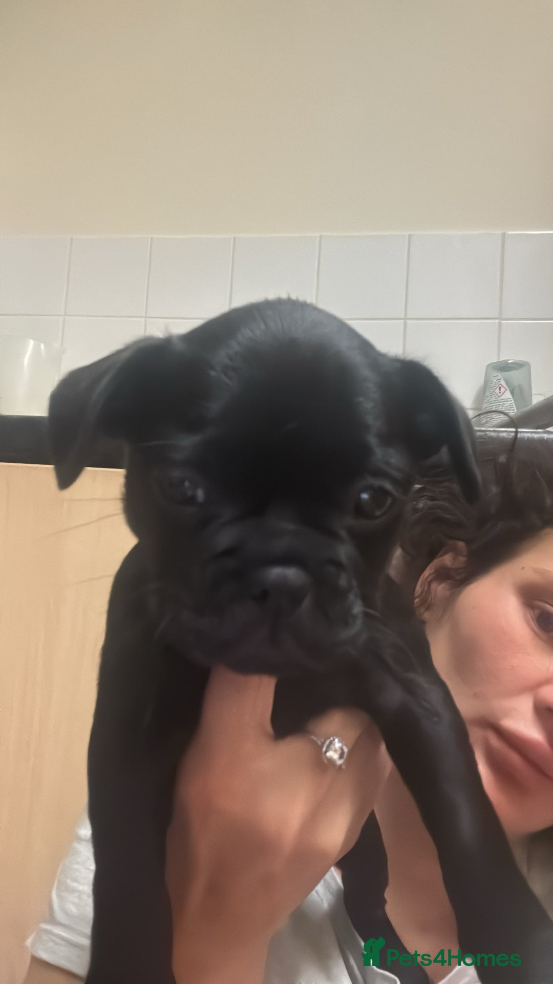 French Bulldog dogs for sale: Beautiful French bulldogs.  - Image 7