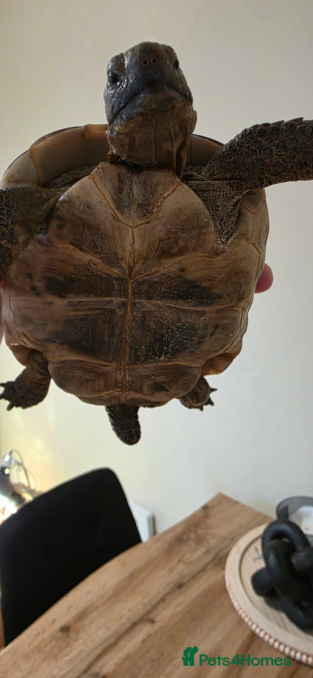 Tortoise reptiles for sale: Spur thighed tortoise  - Advert 3