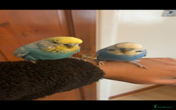 Mixed Breed birds for sale: Cute Birds - Image 9