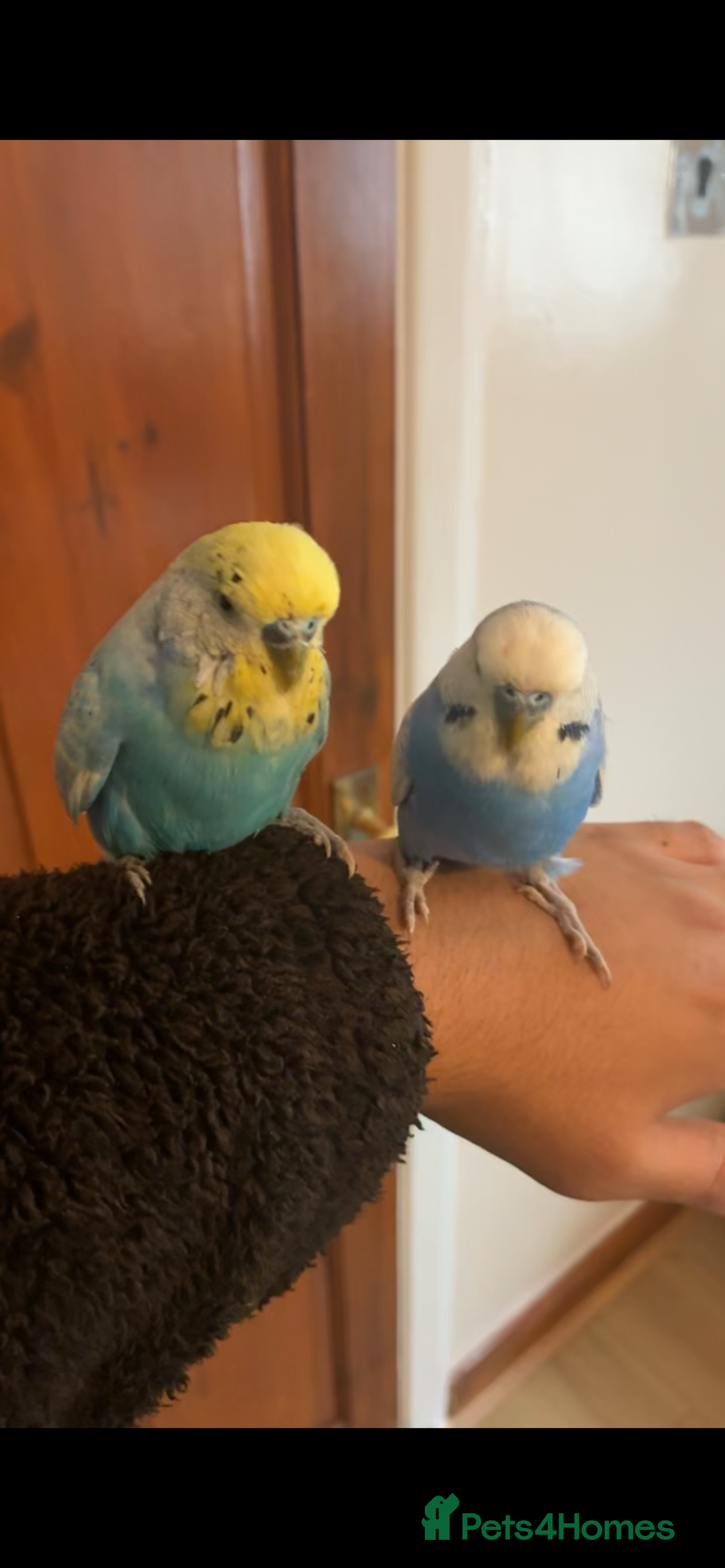 Mixed Breed birds for sale: Cute Birds - Image 9