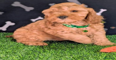 Cockapoo dogs - Advert 5