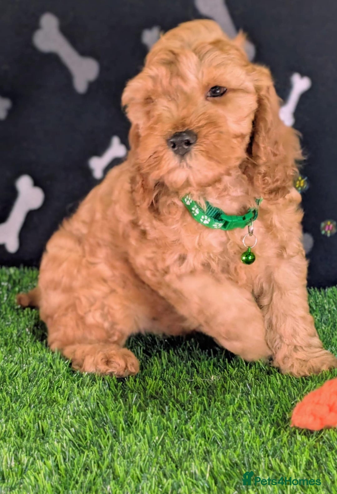 Cockapoo dogs for sale: F1b Cockapoo (Miracle). - Image 3