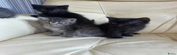 Mixed Breed cats for sale: Beautiful kittens  - Advert 6