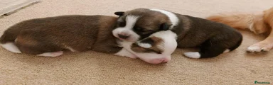 Mixed Breed 2