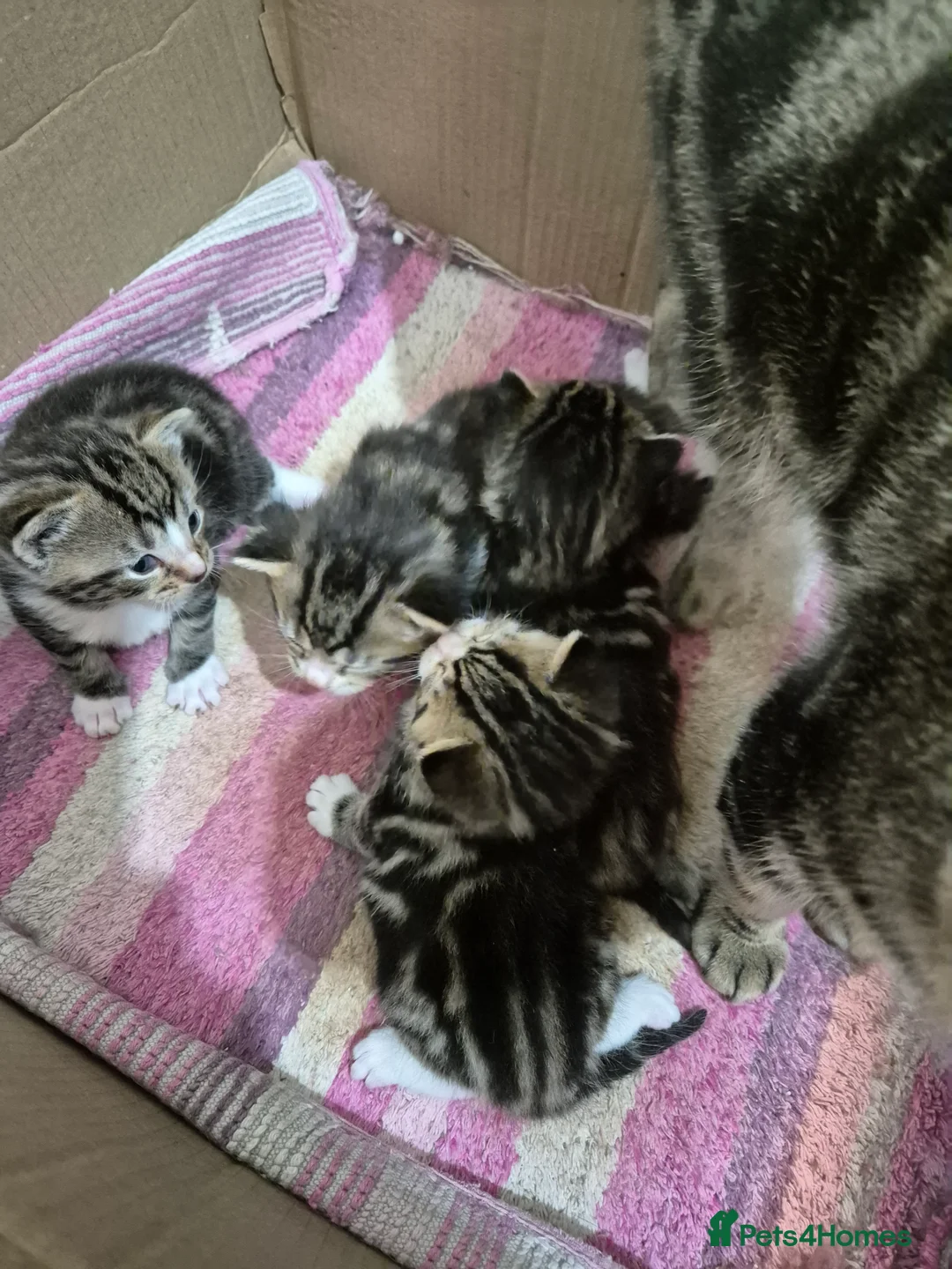 Bengal cats for sale: Beautiful Bengal X kittens - Advert 9