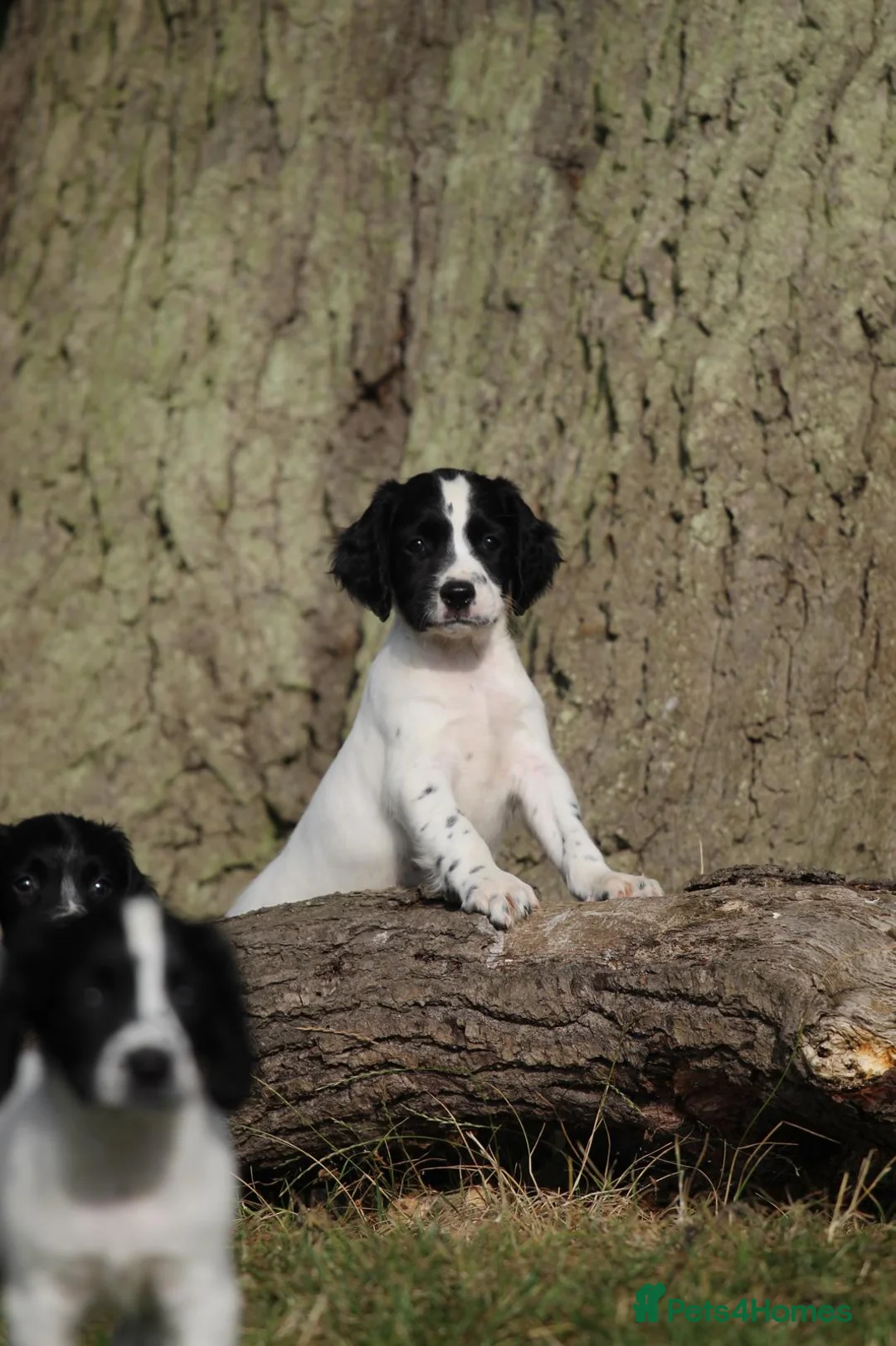 English Springer Spaniel dogs for sale: Mavis.  English Springer Spaniel. Read description in Bedford - Advert 2
