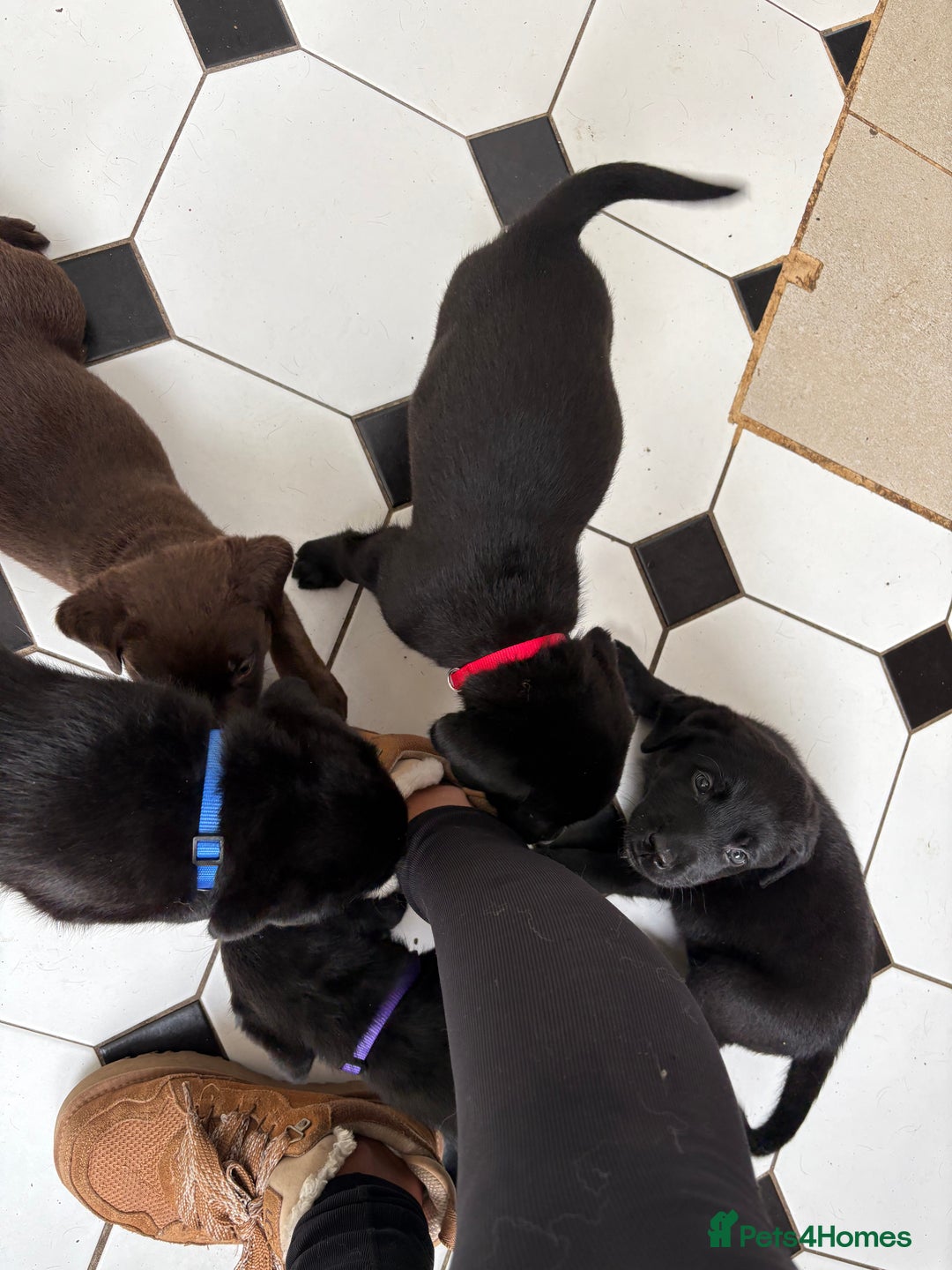 Labrador Retriever dogs for sale: Labrador puppies - Ready Now  - Image 37