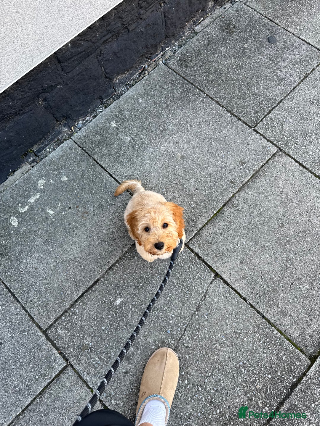 Cavapoo dogs for sale: Cavapoo 20 weeks  - Image 2