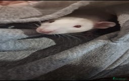 Rat rodents for sale: 2 male rats for rehoming  - Image 6