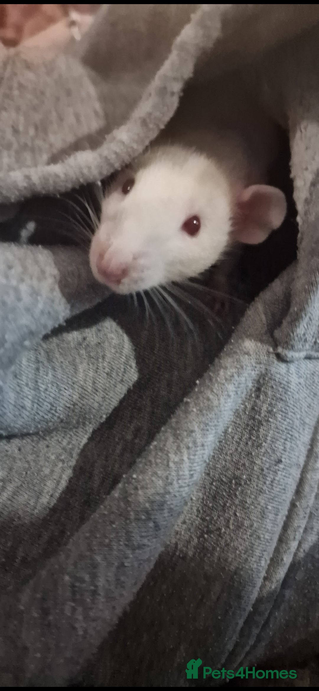 Rat rodents for sale: 2 male rats for rehoming  - Image 6