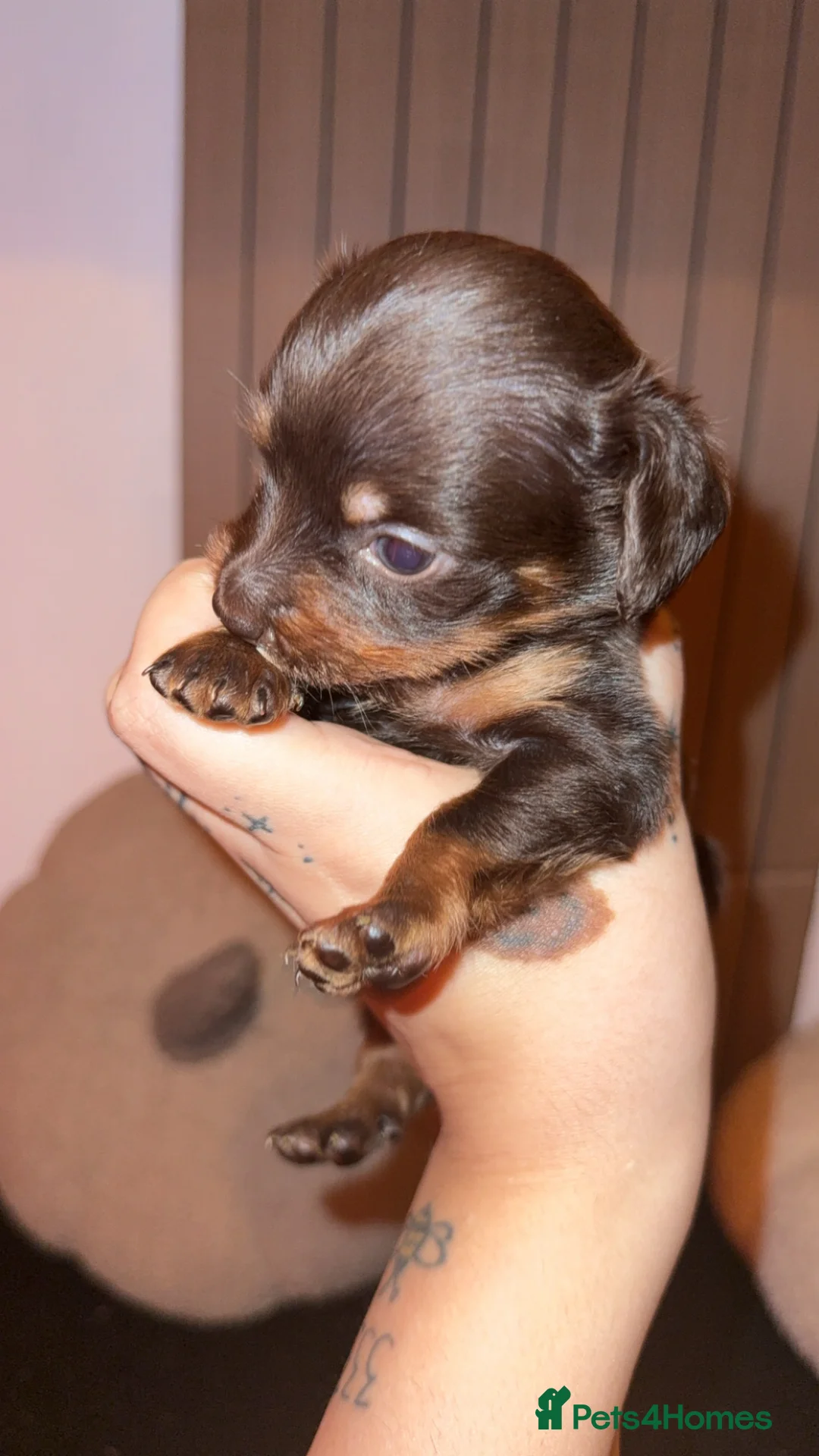 Mixed Breed dogs for sale: Adorable Mini dachshund x Pomeranian puppies - Advert 1
