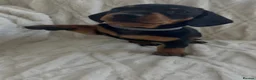 Miniature Dachshund dogs for sale: 3 beautiful miniature dachshund girls  in Chesterfield - Advert 7