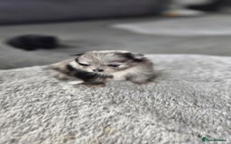 Pomeranian dogs for sale: teacup pomeranian puppies  - Image 3