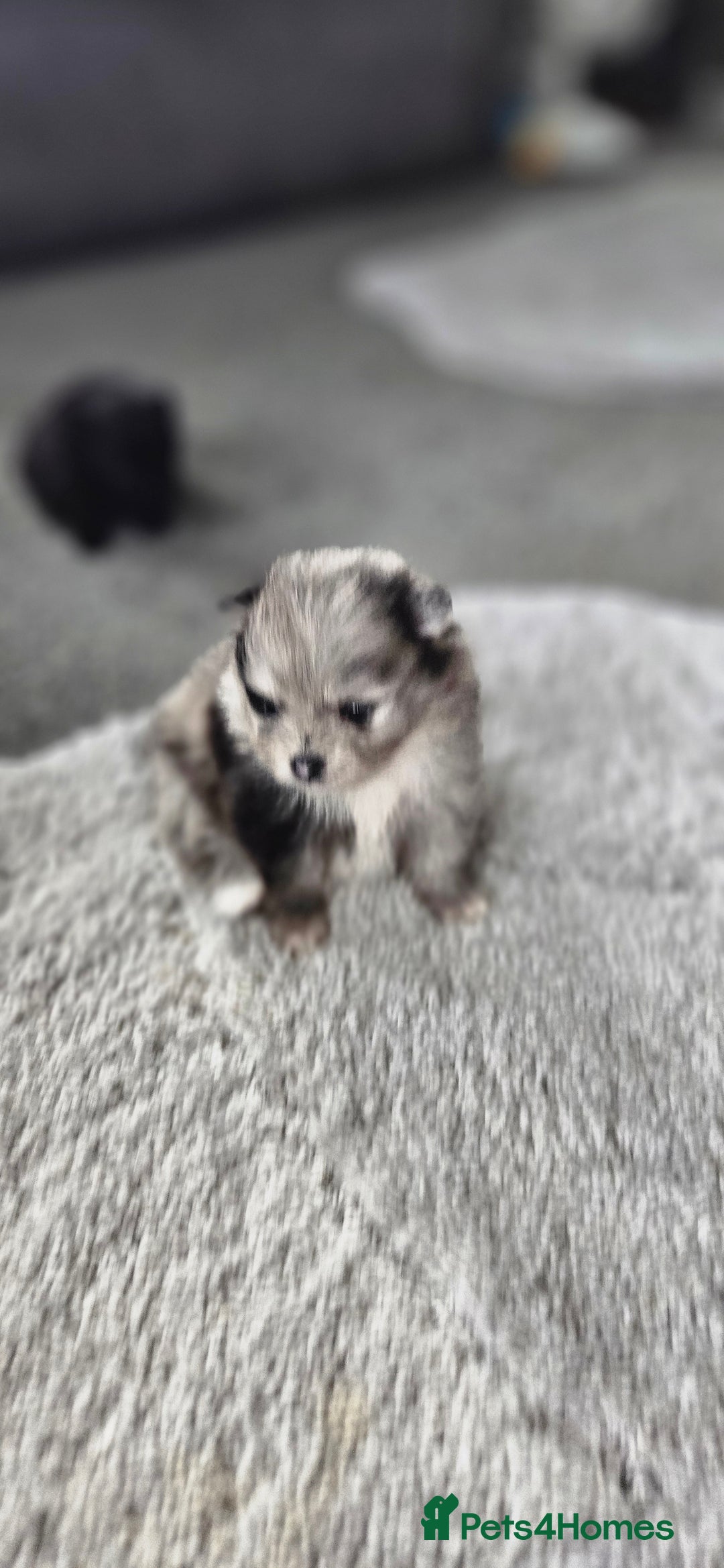 Pomeranian dogs for sale: teacup pomeranian puppies  - Image 3