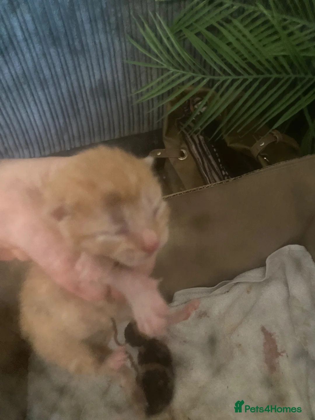 Mixed Breed cats for sale: Beautiful kittens - Advert 6