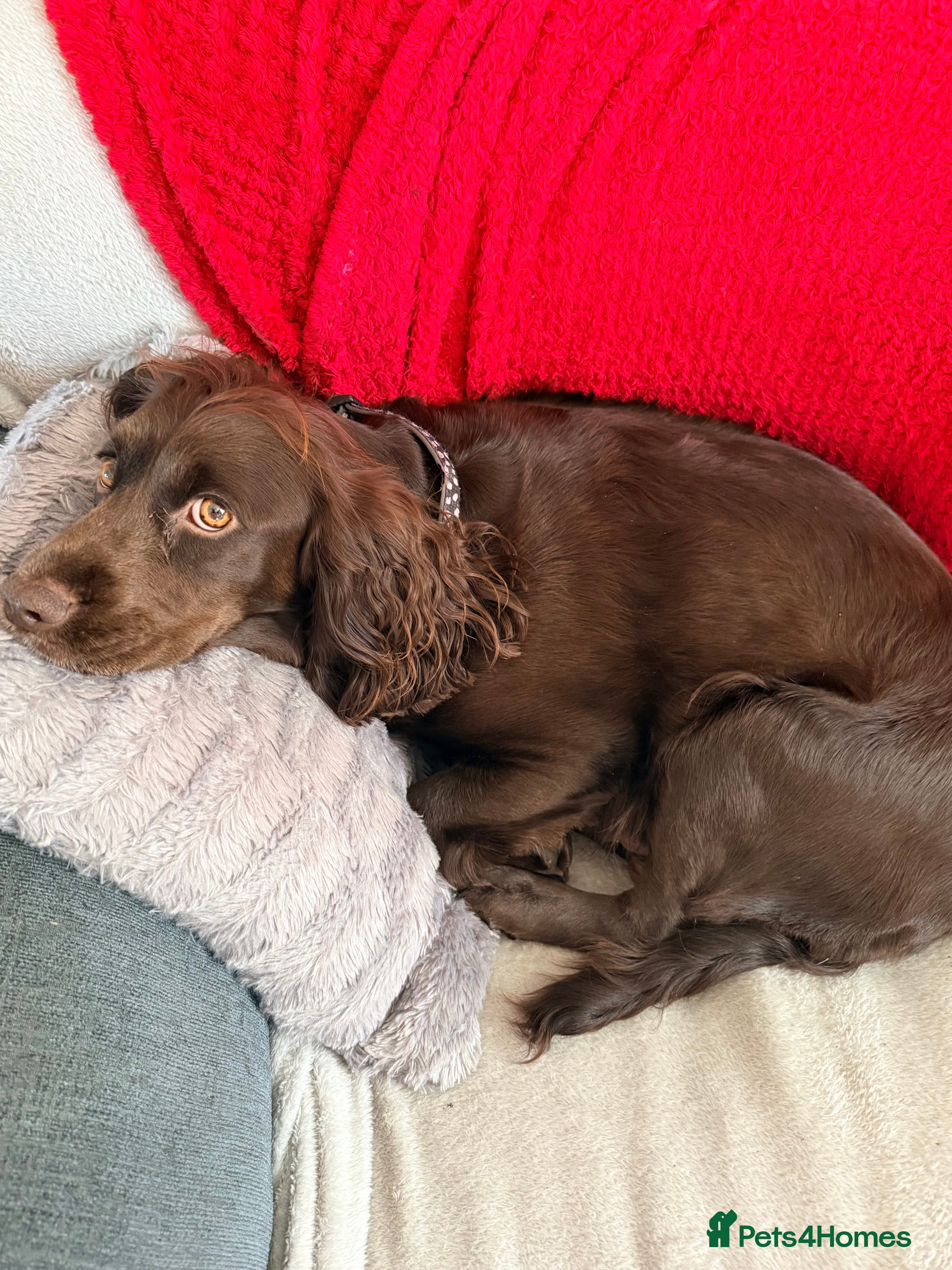 Cocker Spaniel dogs Working Cocker Spaniel pups, mam and dad  KC reg in Peterlee - Advert 1