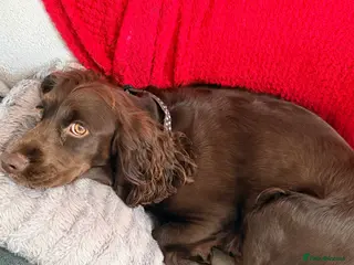 Cocker Spaniel dogs Working Cocker Spaniel pups, mam and dad KC reg in Peterlee - Advert 1