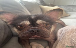 French Bulldog dogs for stud: Hairless french bulldog for STUD!!! - Image 2