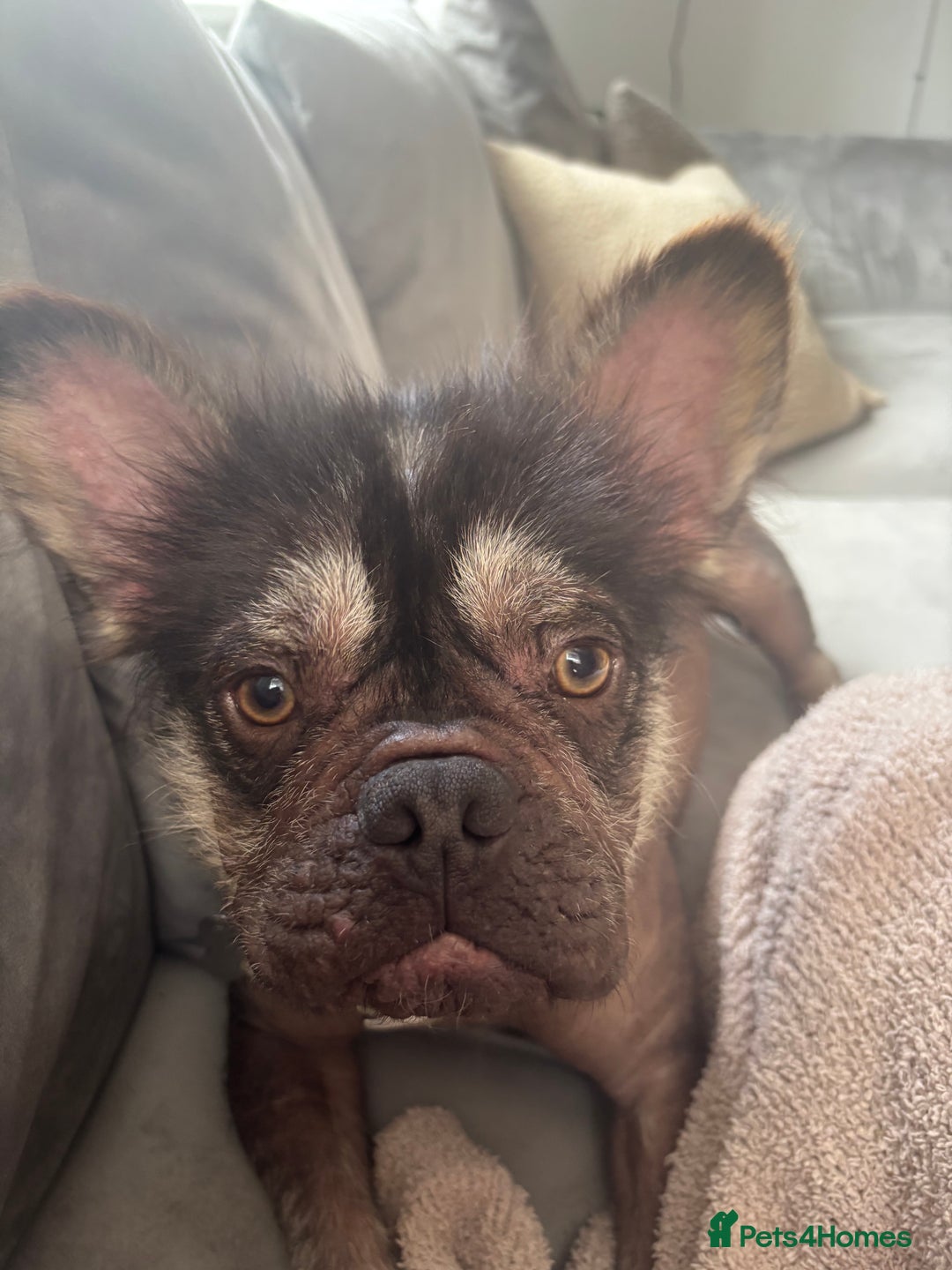 French Bulldog dogs for stud: Hairless french bulldog for STUD!!! - Image 2