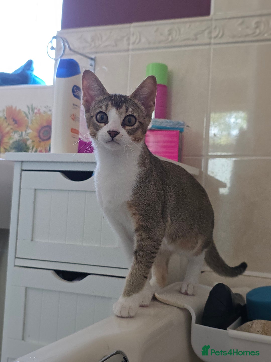Singapura cats for sale: Accidental Singapura x Abyssinian x Moggie in Lowestoft - Image 8