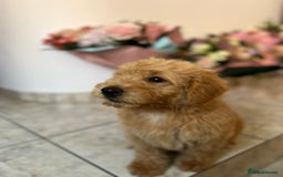 Mixed Breed dogs for sale: GoldenDoodles puppies  - Image 8