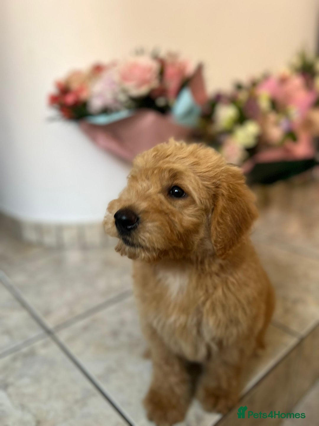 Mixed Breed dogs for sale: GoldenDoodles puppies  - Image 8