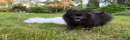 Pomeranian dogs for sale:  Teddy Bear Pomeranian Puppies - Advert 15