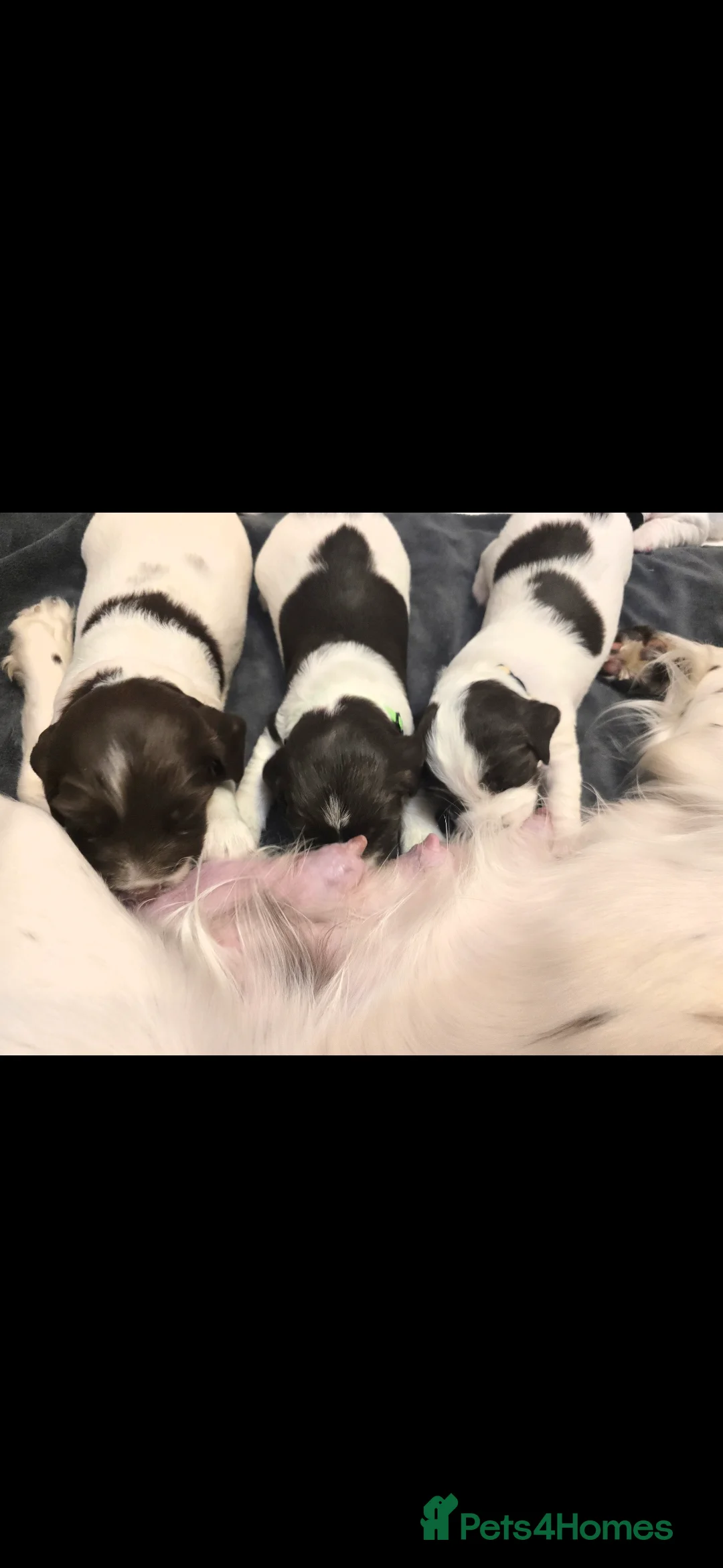 English Springer Spaniel dogs for sale: Health Tested KS English Springer Spaniel puppies  - Advert 4