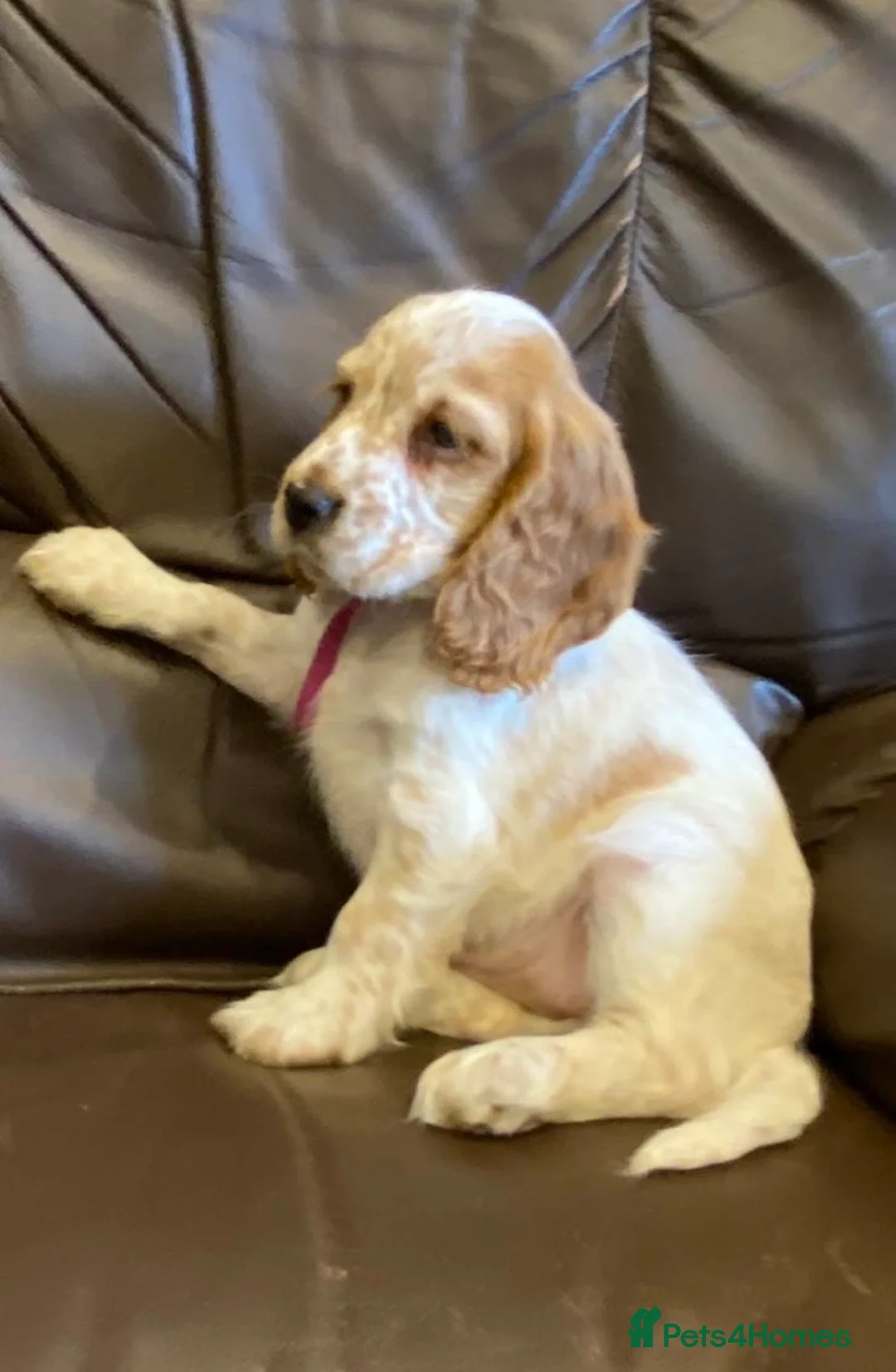 Cocker Spaniel dogs for sale: KC Registered Cocker Spaniel Pups For Sale - Advert 6