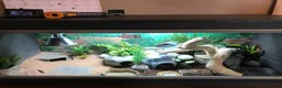 Leopard Gecko reptiles for sale: 3ft Viv for Leopard Gecko - Includes everything! in Welshpool - Advert 7