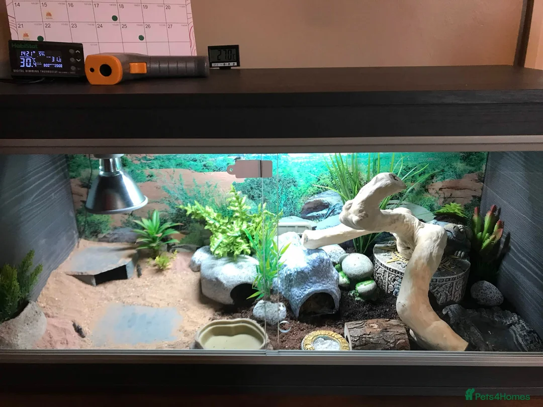 Leopard Gecko reptiles for sale: 3ft Viv for Leopard Gecko - Includes everything! in Welshpool - Advert 7