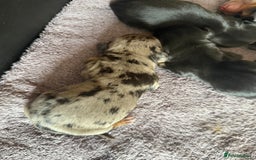 Dachshund dogs for sale: Litter of standard Dachshund  - Image 7