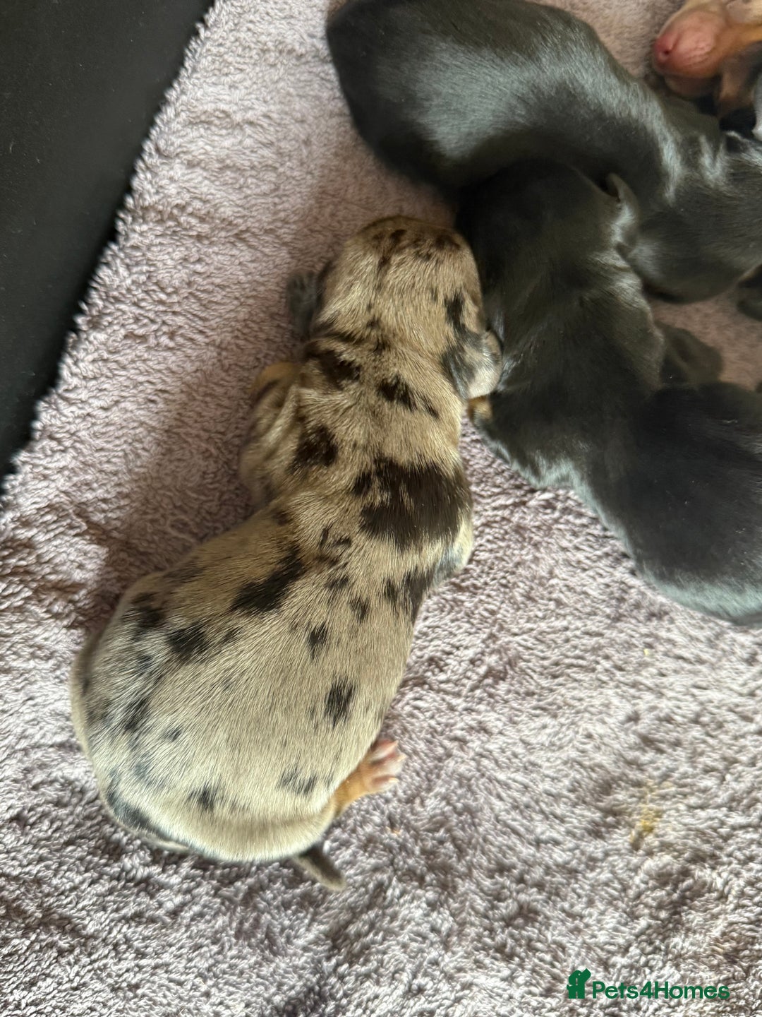 Dachshund dogs for sale: Litter of standard Dachshund  - Image 7