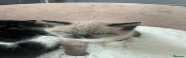 Cream Ragdoll cross