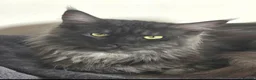 Maine Coon cats for sale: Maine coon kittens Ready Now - Advert 30