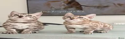 Bengal cats for sale: Stunning Snow Bengals - TICA Full Pedigree  - Advert 3